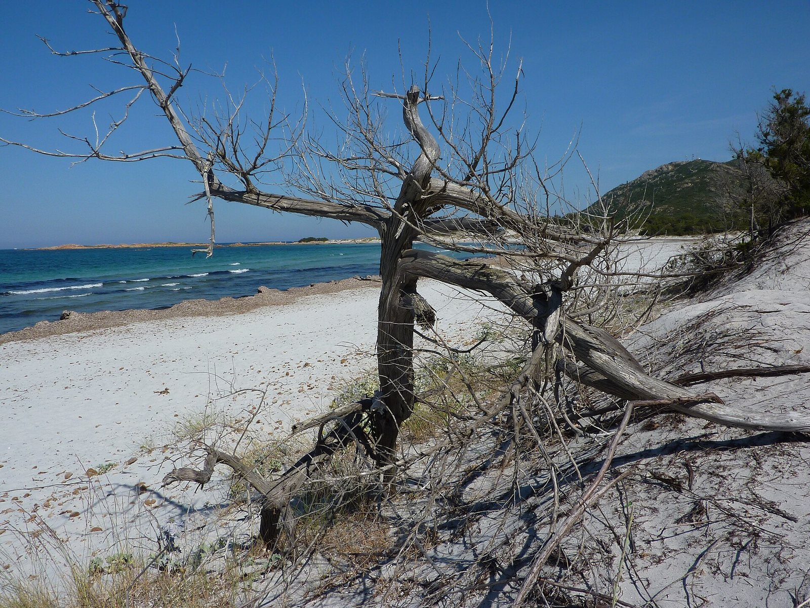 Le dune di sabbia bianca di Capo Comino con un ginepro secco in primo piano