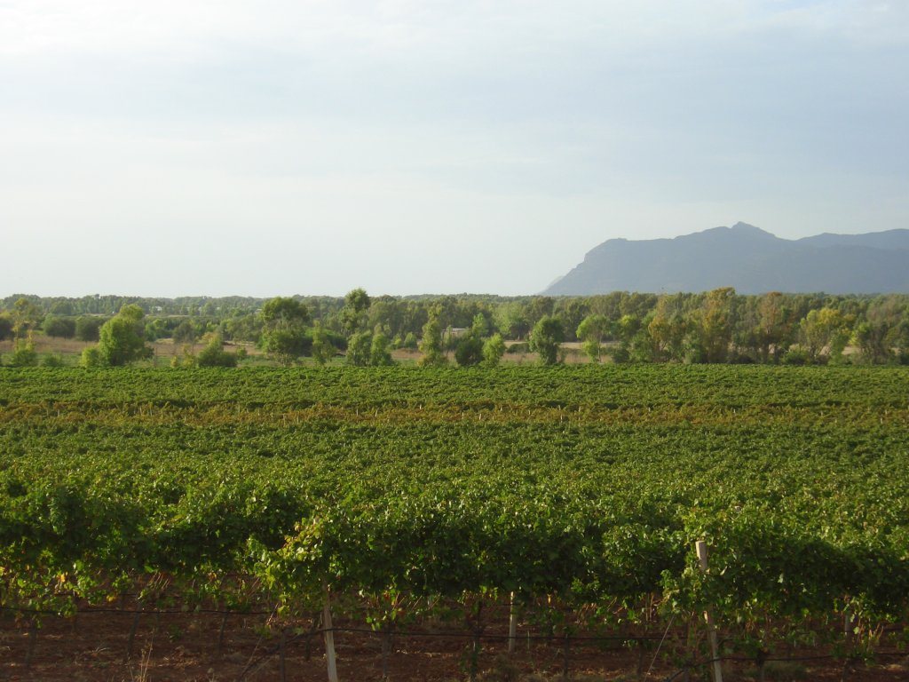 Filari di vigneto in Sardegna con le montagne sullo sfondo